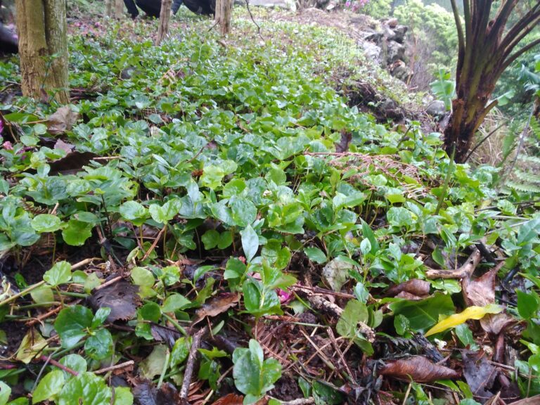 Coffee Plantation